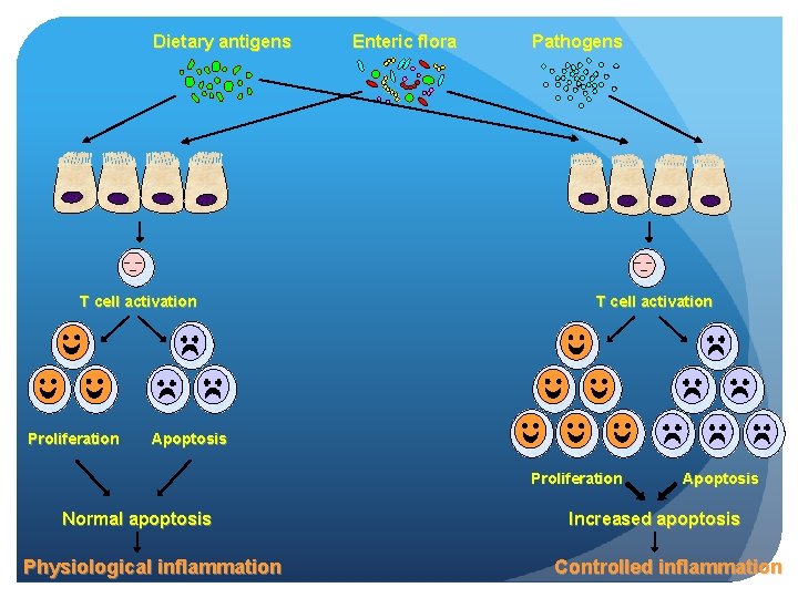 Dietary antigens T cell activation Proliferation Enteric flora Pathogens T cell activation Apoptosis Proliferation