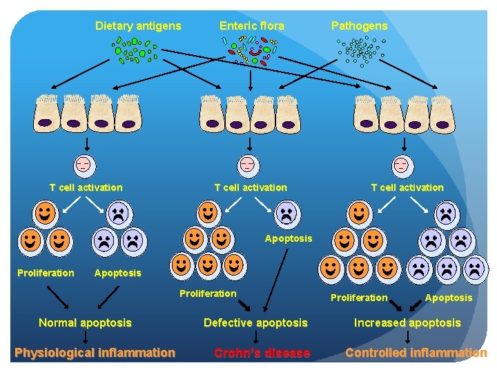 Dietary antigens T cell activation Enteric flora T cell activation Pathogens T cell activation
