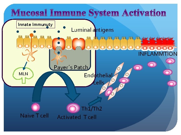 Mucosal Immune System Activation Innate Immunuty Luminal antigens INFLAMMTION MLN Naive T cell Payer´s