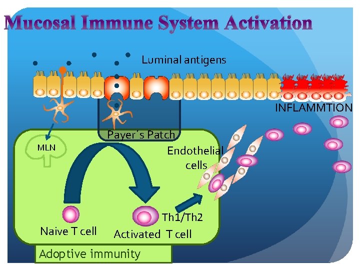 Mucosal Immune System Activation Luminal antigens INFLAMMTION MLN Naive T cell Payer´s Patch Endothelial