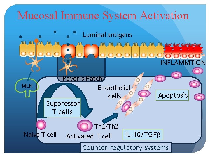 Mucosal Immune System Activation Luminal antigens INFLAMMTION MLN Payer´s Patch Endothelial cells Suppressor T