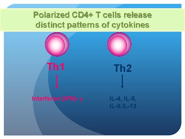 Polarized CD 4+ T cells release distinct patterns of cytokines Th 1 Th 2
