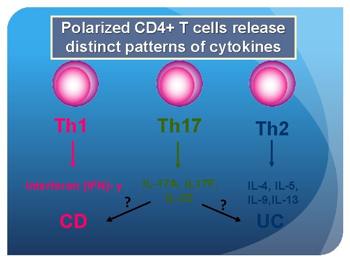 Polarized CD 4+ T cells release distinct patterns of cytokines Th 17 Th 2