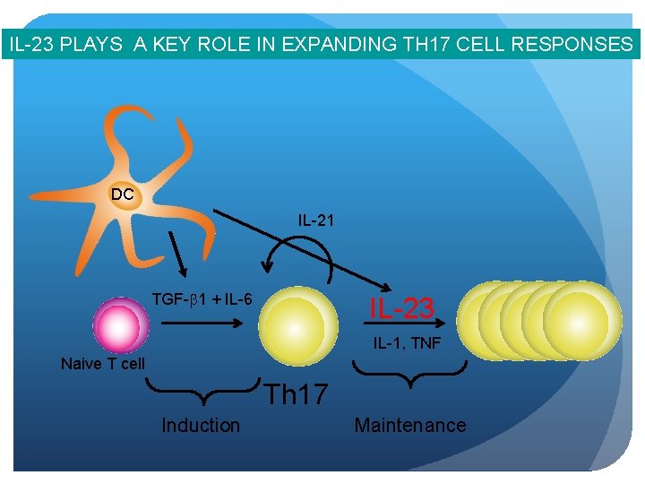 IL-23 PLAYS A KEY ROLE IN EXPANDING TH 17 CELL RESPONSES DC IL-21 TGF-