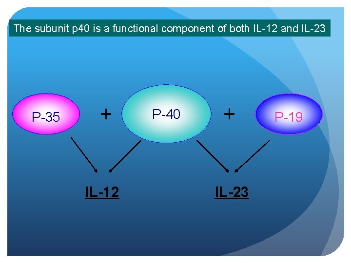 The subunit p 40 is a functional component of both IL-12 and IL-23 P-35