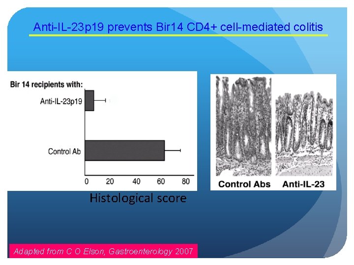 Anti-IL-23 p 19 prevents Bir 14 CD 4+ cell-mediated colitis Histological score Adapted from