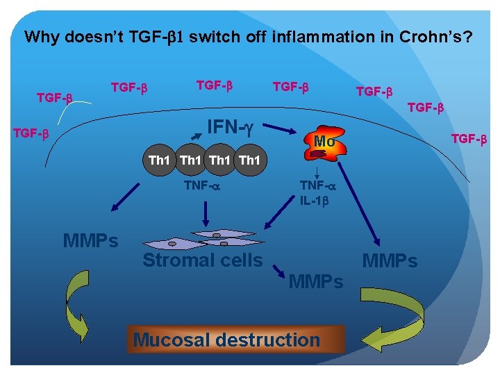 Why doesn’t TGF-b 1 switch off inflammation in Crohn’s? TGF-b TGF-b IFN-g TGF-b Mo