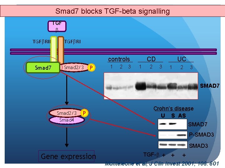 Smad 7 blocks TGF-beta signalling TGF RII TGF RI controls Smad 7 Smad 2/3