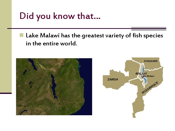 Did you know that… n Lake Malawí has the greatest variety of fish species