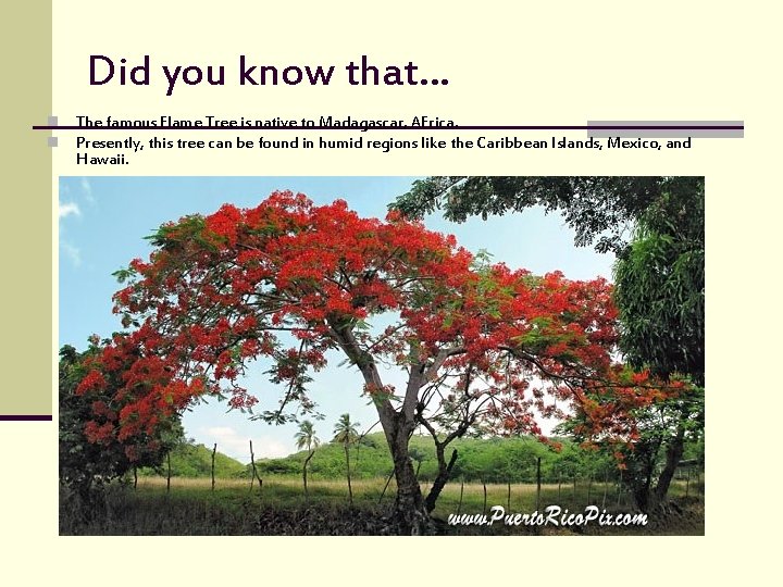 Did you know that… n n The famous Flame Tree is native to Madagascar,