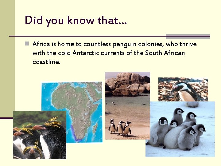 Did you know that… n Africa is home to countless penguin colonies, who thrive