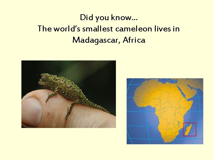 Did you know… The world’s smallest cameleon lives in Madagascar, Africa 