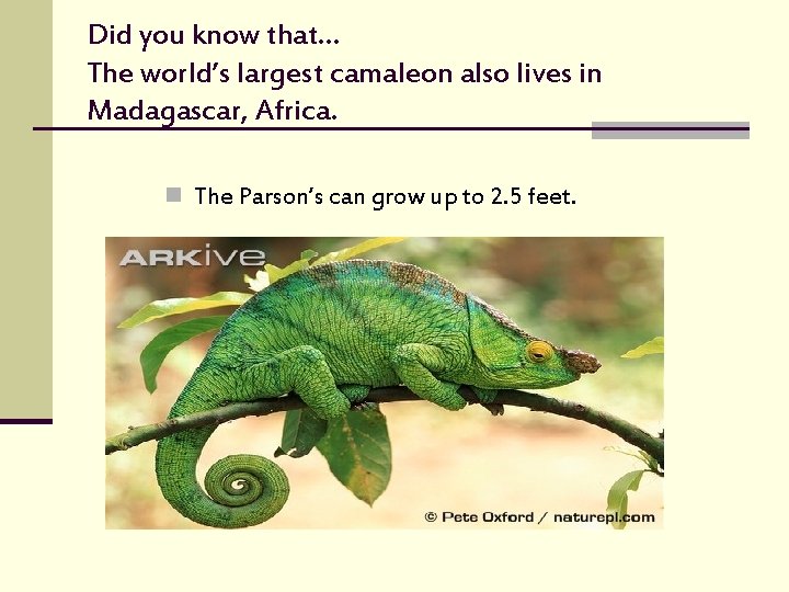 Did you know that… The world’s largest camaleon also lives in Madagascar, Africa. n