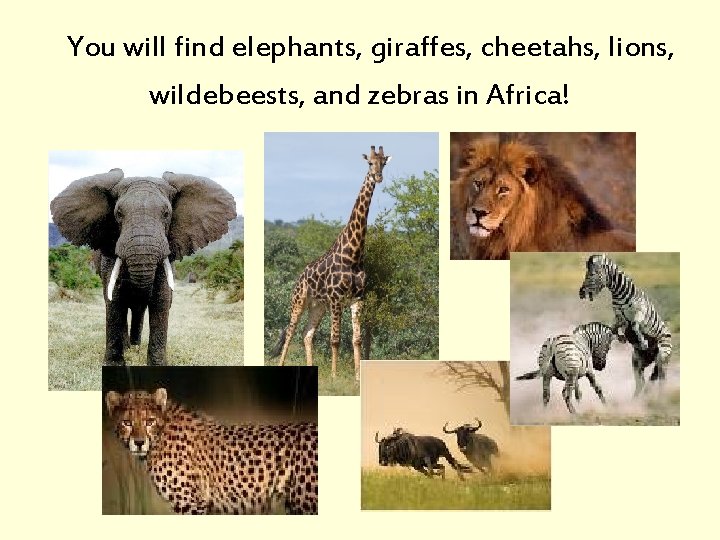 You will find elephants, giraffes, cheetahs, lions, wildebeests, and zebras in Africa! 