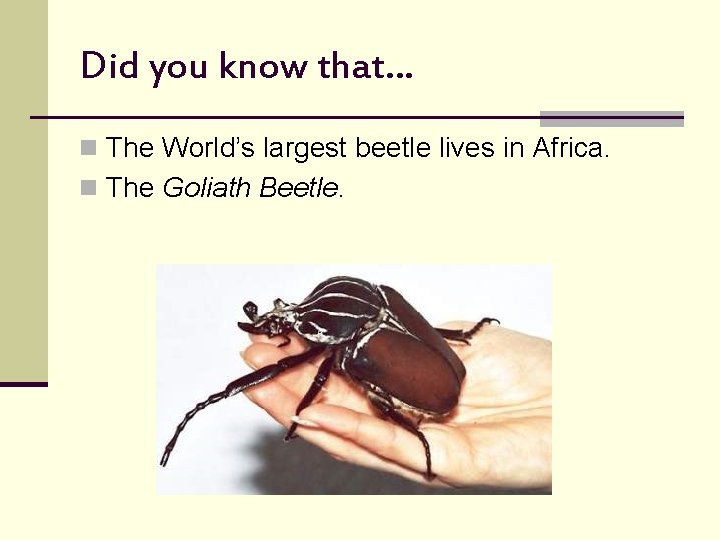 Did you know that… n The World’s largest beetle lives in Africa. n The