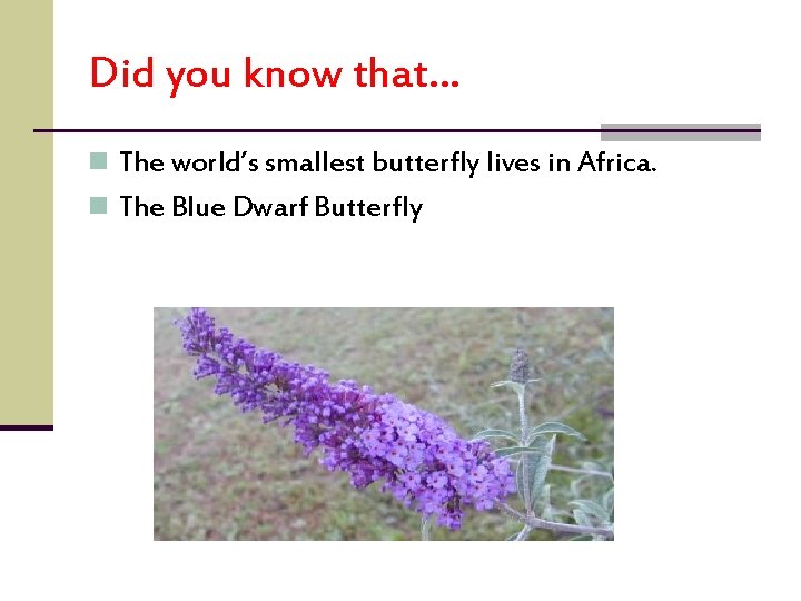 Did you know that… n The world’s smallest butterfly lives in Africa. n The