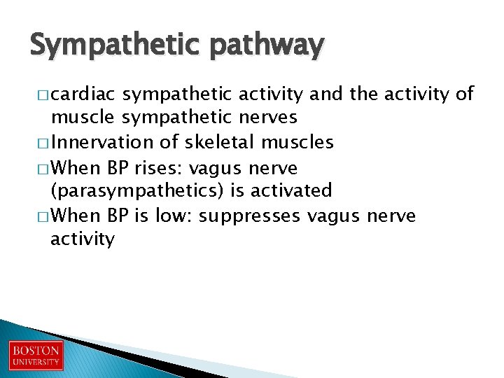 Sympathetic pathway � cardiac sympathetic activity and the activity of muscle sympathetic nerves �