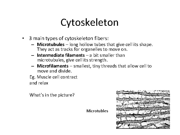 Cytoskeleton • 3 main types of cytoskeleton fibers: – Microtubules – long hollow tubes