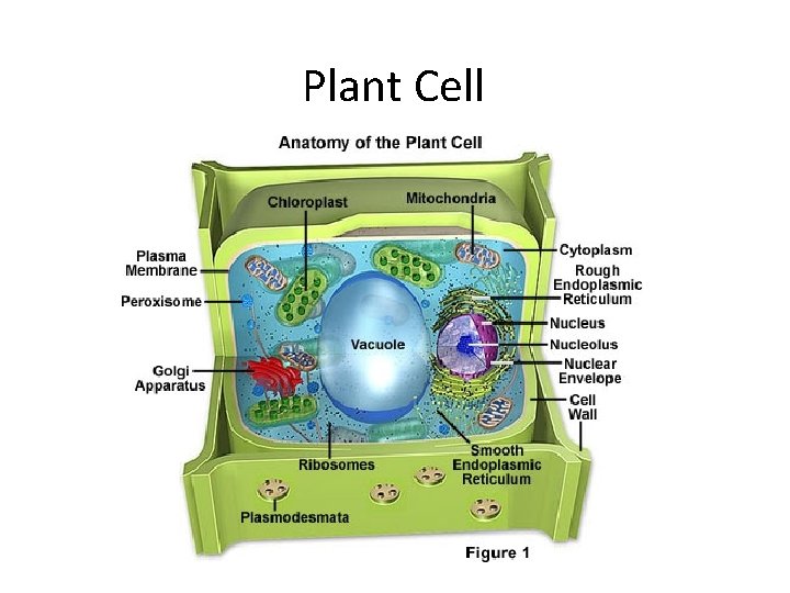 Plant Cell 