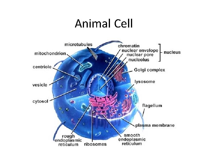 Animal Cell 