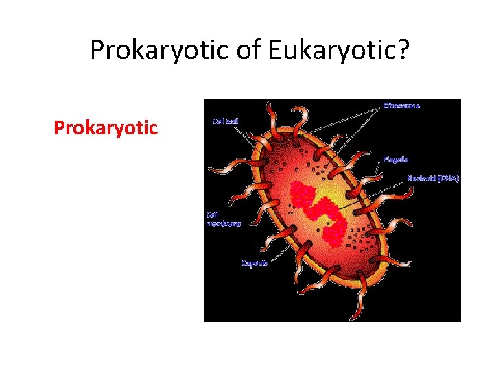 Prokaryotic of Eukaryotic? Prokaryotic 