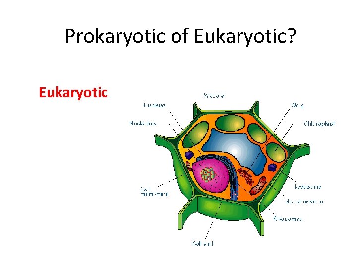 Prokaryotic of Eukaryotic? Eukaryotic 