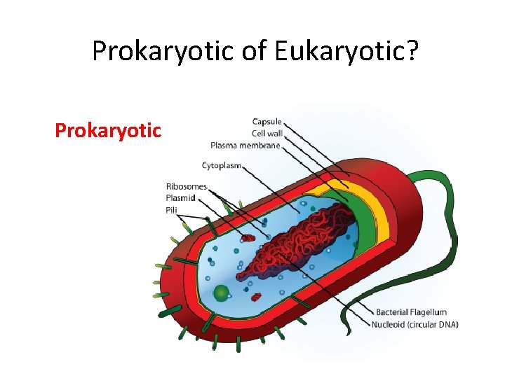 Prokaryotic of Eukaryotic? Prokaryotic 