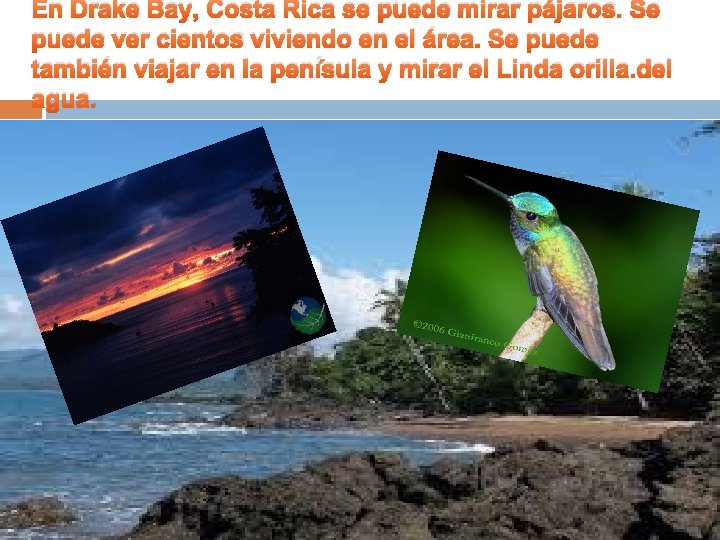 En Drake Bay, Costa Rica se puede mirar pájaros. Se puede ver cientos viviendo