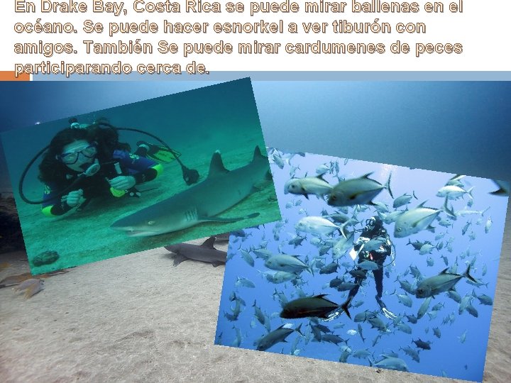 En Drake Bay, Costa Rica se puede mirar ballenas en el océano. Se puede