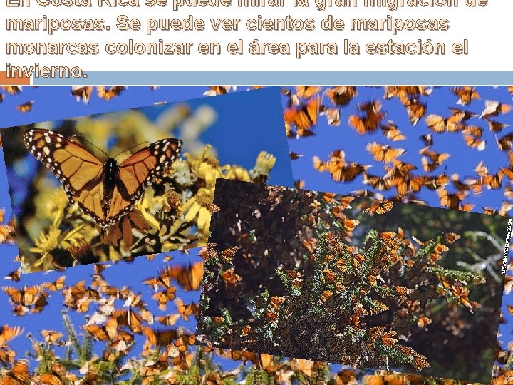 En Costa Rica se puede mirar la gran migración de mariposas. Se puede ver