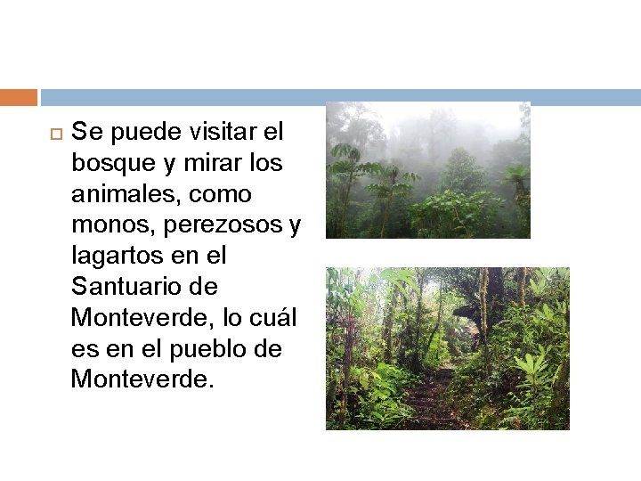  Se puede visitar el bosque y mirar los animales, como monos, perezosos y