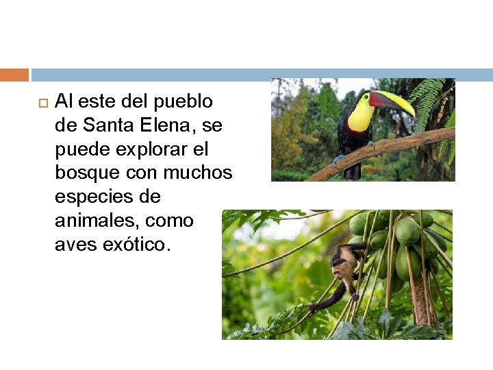  Al este del pueblo de Santa Elena, se puede explorar el bosque con