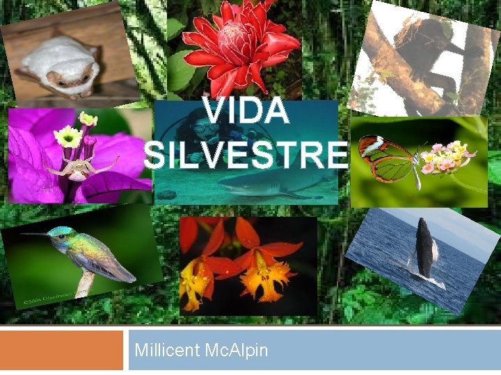 VIDA SILVESTRE Millicent Mc. Alpin 