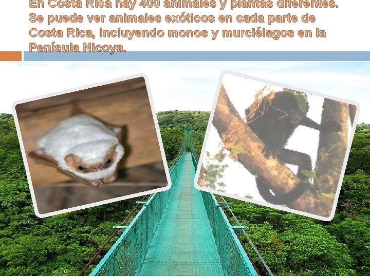 En Costa Rica hay 400 animales y plantas diferentes. Se puede ver animales exóticos