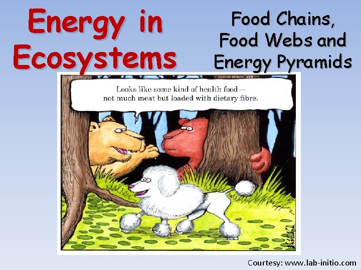 Energy in Ecosystems Food Chains, Food Webs and Energy Pyramids Courtesy: www. lab-initio. com