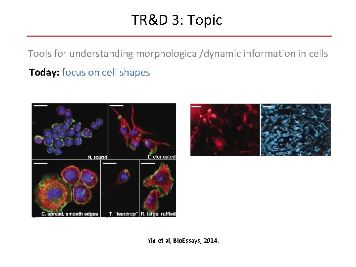 TR&D 3: Topic Tools for understanding morphological/dynamic information in cells Today: focus on cell