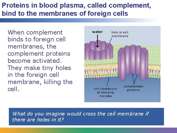 Proteins in blood plasma, called complement, bind to the membranes of foreign cells When