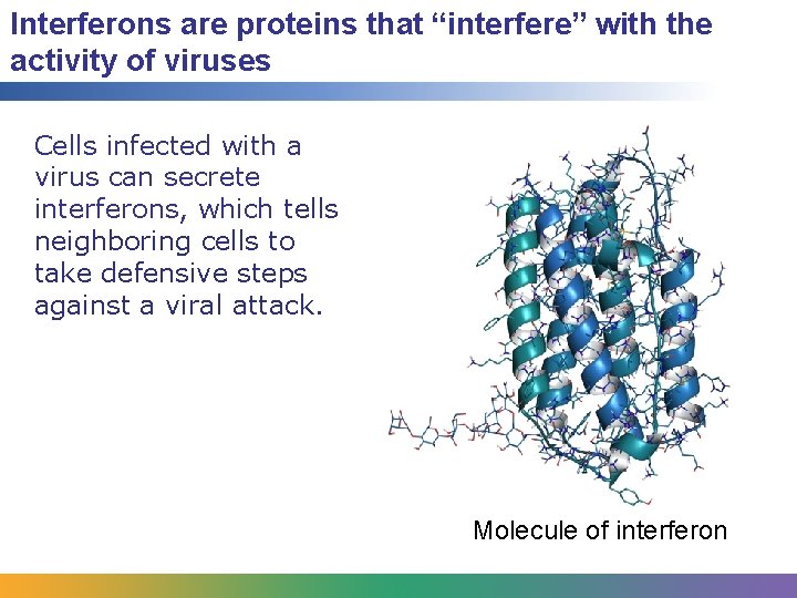 Interferons are proteins that “interfere” with the activity of viruses Cells infected with a