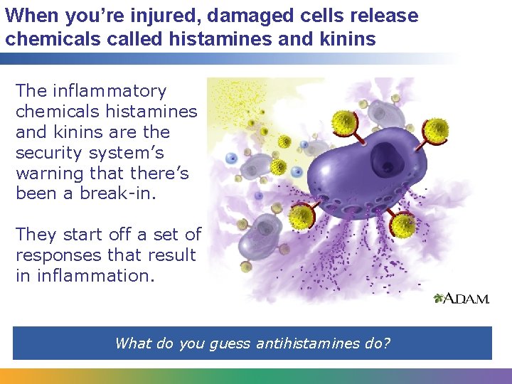 When you’re injured, damaged cells release chemicals called histamines and kinins The inflammatory chemicals
