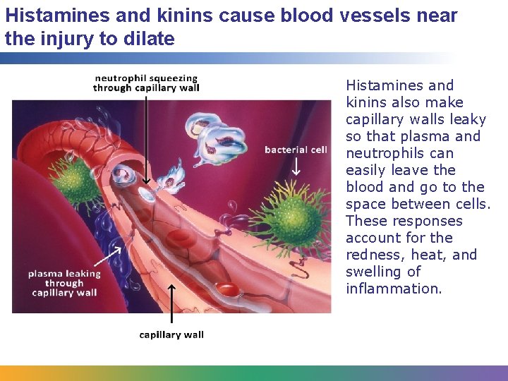 Histamines and kinins cause blood vessels near the injury to dilate Histamines and kinins