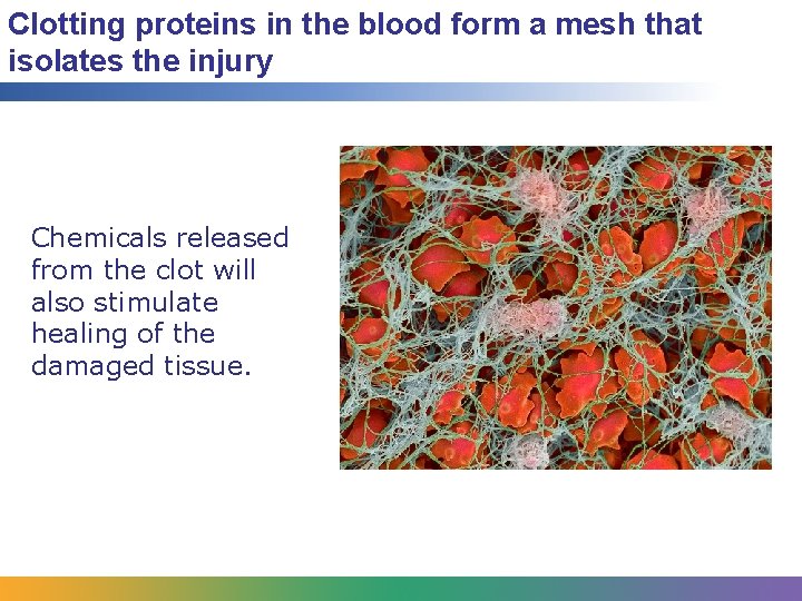 Clotting proteins in the blood form a mesh that isolates the injury Chemicals released