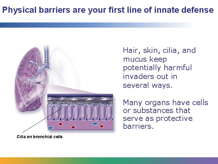 Physical barriers are your first line of innate defense Hair, skin, cilia, and mucus