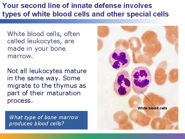 Your second line of innate defense involves types of white blood cells and other