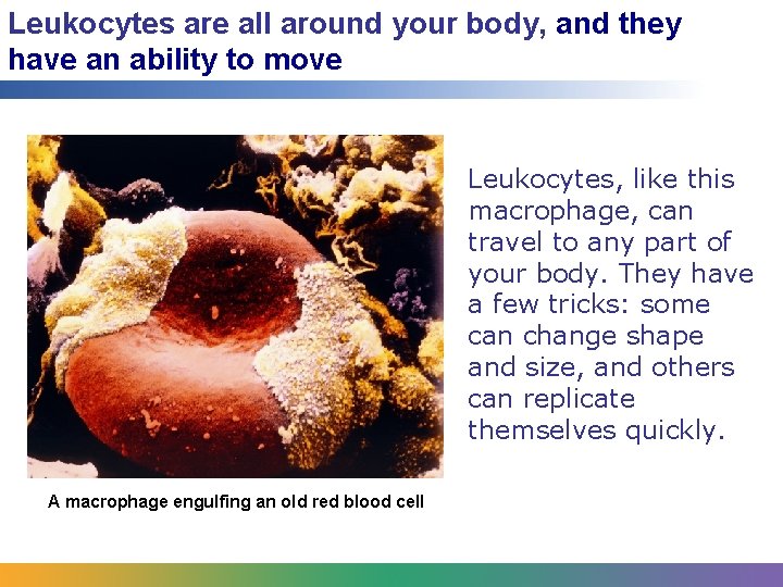 Leukocytes are all around your body, and they have an ability to move Leukocytes,