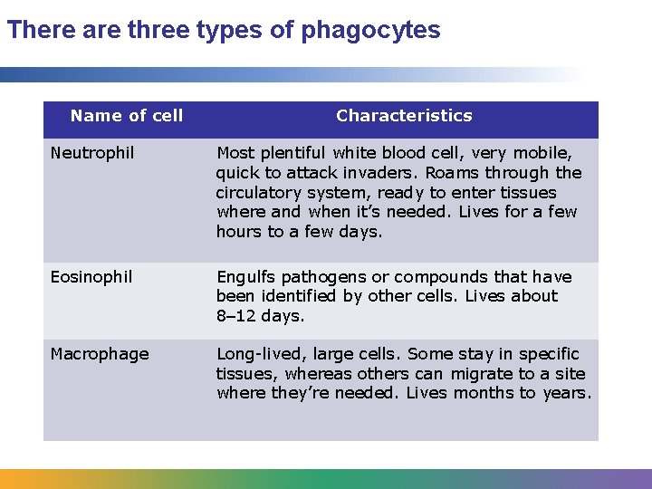 There are three types of phagocytes Name of cell Characteristics Neutrophil Most plentiful white