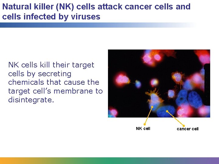 Natural killer (NK) cells attack cancer cells and cells infected by viruses NK cells