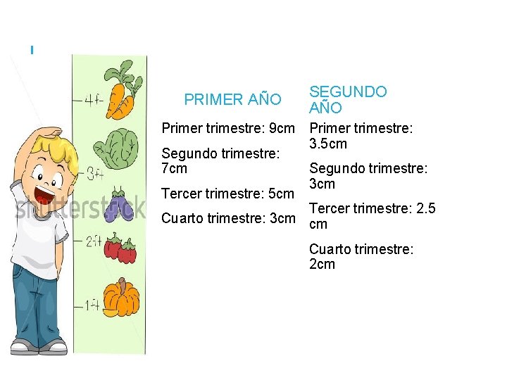 TALLA PRIMER AÑO SEGUNDO AÑO Primer trimestre: 9 cm Primer trimestre: 3. 5 cm TALLA PRIMER AÑO SEGUNDO AÑO Primer trimestre: 9 cm Primer trimestre: 3. 5 cm