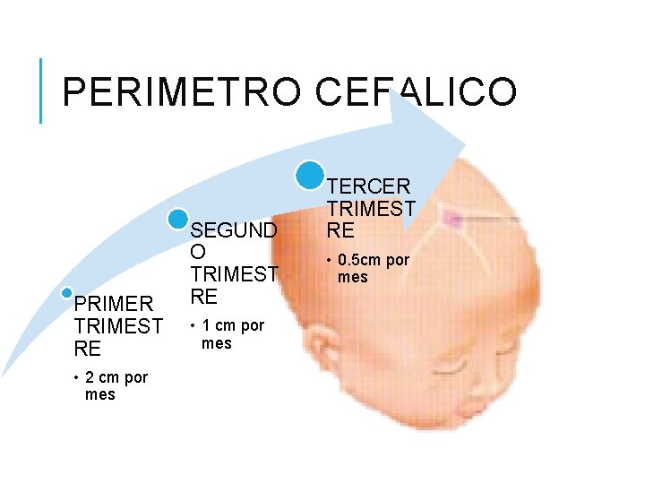 PERIMETRO CEFALICO PRIMER TRIMEST RE • 2 cm por mes SEGUND O TRIMEST RE PERIMETRO CEFALICO PRIMER TRIMEST RE • 2 cm por mes SEGUND O TRIMEST RE