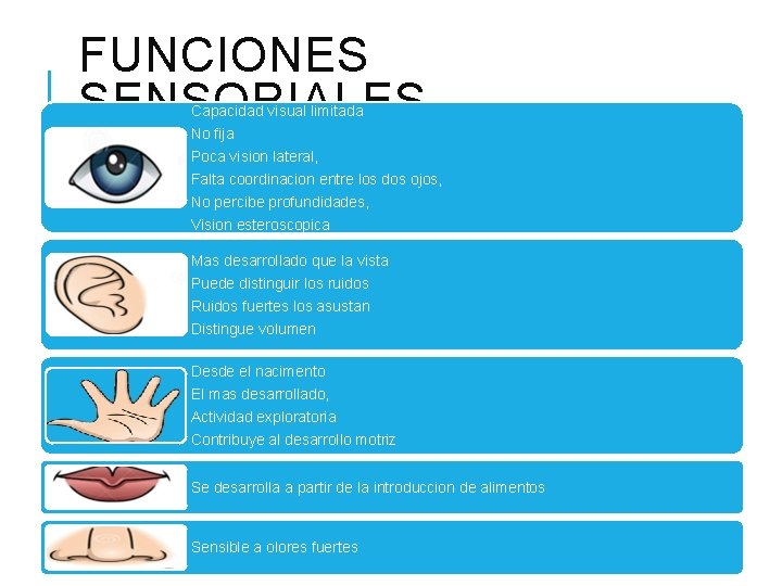 FUNCIONES SENSORIALES Capacidad visual limitada No fija Poca vision lateral, Falta coordinacion entre los FUNCIONES SENSORIALES Capacidad visual limitada No fija Poca vision lateral, Falta coordinacion entre los