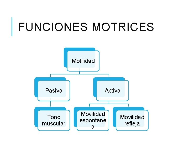 FUNCIONES MOTRICES Motilidad Pasiva Tono muscular Activa Movilidad espontane a Movilidad refleja FUNCIONES MOTRICES Motilidad Pasiva Tono muscular Activa Movilidad espontane a Movilidad refleja